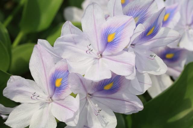 （水草）ホテイアオイ（10株）綺麗な花が咲きます 国産無農薬 ◆メダカの産卵に◆ ビオトープ