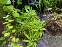 (水草)ポゴステモンヘルフェリー(3本)国産 無農薬 無害虫 水草セット アクアリウム メダカ 金魚 熱帯魚