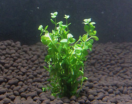 水草 ニューパールグラス（5本）国産無農薬 ◆ライトグリーンの小さな葉が美しい◆