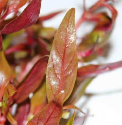 &nbsp;&nbsp;店長のおすすめポイント☆★ アルテルナンテラ・レインキーは赤い有茎の水草の中では、育成がやさしい種類です。本種は南米ブラジルの湿地や水辺に生えます。珍しい班入りタイプです。 二酸化炭素(Co2)添加なしでも長期育成が可能な赤色有茎水草として人気です。 水上葉は緑色ですが、水中で育てていると、とても美しい赤い色彩になります。同じような種に「アルテルナンテラ・リラチナ」という水草がありますが、全体に細い毛が多く、水上では緑色が強く、葉は細長いので区別できます。中景から後景にかけて5〜6本以上のグループにして区画にまとめて植えると見栄えがよいでしょう。 比較的大型な種類ですので抜群の存在感を出すこともできます。アクアリウムでは項芽を傾斜状に揃えて植えると視党的効果が高いレイアウトになります。 当店のアルテルナンテラレインキー　班入りは、無農薬ですので安心してお使いいただけます。また、新鮮さが違います。 &nbsp;&nbsp;ここに注意して育てましょう☆★ とても丈夫な水草で幅広い環境に耐える丈大な性質をもちますが、水質があまりにもアルカリ性に傾くと頂葉部からちぎれて枯れてしまいます。二酸化炭素はなしでもこうですがより綺麗に育てるためには二酸化炭素の添加や底床添加肥料が最も効果的で、水草の根元に固形の肥料を与えることも効果があります。肥料分が少ないとピンク色に葉がなることがあります。美しいですが不健康なサインとして認識しておいてください。また、二酸化炭素も添加しすぎる節間が伸びますので注意してください。植栽時に注意していただきたいことは、植える部分の茎が傷ついてしまうとその部分が溶けてしまい水草が浮くことがありますので注意して植えてください。浮かぶ場合、植えなおせば大丈夫です。 アルテルナンテラ　レインキー　斑入り（Alex）アレックス　3本 育成難易度 簡単（初心者OK） 販売単位 3本 原産 南米 形態 有茎種 推奨水槽 30cm〜 光量（60cm水槽） 1〜3灯（20〜60W） 二酸化炭素 （CO2）量 （60cm水槽） 4秒1滴（なくても可） 水質 弱酸性〜弱アルカリ性、中硬水 pH(水素イオン指数） 5〜7 GH（全硬度） 4〜8 KH（炭酸硬度） 2〜6 温度 20〜28度 底砂 ソイル、砂、大磯 植栽位置 中景、後景 成長速度 遅め 増殖方法 差し戻し 肥料 底床固形肥料 トリミング方法 ・差し戻しとは、長くなった部分を切り差し戻すことをいいます。茎の途中の節に根が出ている場合はその場所で切るのが1つの目安になります。切断する位置は茎の節の下から5〜7mmほどの所になります。切り取った上の部分を底床に植えて固定すれば、やがて根付きます。残った下部もまた同様に底床に植えて固定すれば、やがて脇芽を出して増やせます。ただし、下葉が影になって黄色くなったり枯れてしまっている場合は思い切って捨ててしまいましょう。側枝を作る場合も多く、側枝が水面まで伸びてきたら、また茎節の下5〜7mmの位置でカットして床砂に植えます。こうして簡単にどんどん増やすことができます。 注意 ・商品画像はイメージになります。 ・水草の状態によりサイズは写真と異なることがございます。 ・ポットの画像でもポットから外した状態で送らせていただくことがございます。 ・育成環境は一例です。この環境下で必ずしも綺麗に育つことを確約するものではございません。◆南米ブラジルの湿地や水辺に生えます。珍しい班入りタイプです。 二酸化炭素(Co2)添加なしでも長期育成が可能な赤色有茎水草として人気です。 水上葉は緑色ですが、水中で育てていると、とても美しい赤い色彩になります。