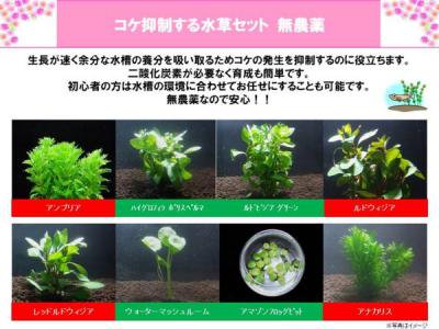 【苔抑制】水草セット 【浮草 無農薬 メダカ用 ビオトープ 金魚 熱帯魚 アクアリウム】