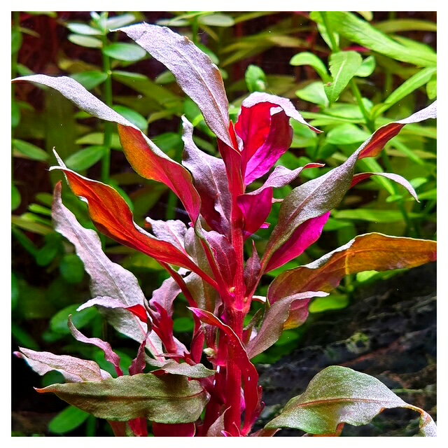 ���� ����ƥ�ʥ�ƥ� �������ʥꥹ 3�� �����դ� ̵���� ̵���� �ַϿ��� �֤�������ñ �������OK �鿴�Ը��� �������ꥦ�� �쥤������ ����