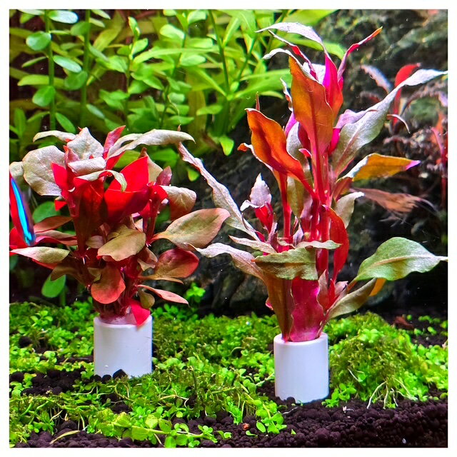 �֤�������ñ���� ����ƥ�ʥ�ƥ� �������ʥꥹ�ȥ���ƥ�ʥ�ƥ顦��饭�ʳ� 3�� �����դ� ̵���� ̵���� �ַϿ��� �������OK �鿴�Ը��� �������ꥦ�� �쥤������ ����