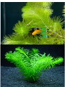 (水草)メダカ喜ぶ マツモ(3本)とアナカリス(5本)セット ◆メダカの産卵に◆