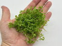 ニューラージパールグラス(約7cm)(水上葉、無農薬、スネールなし)【無農薬 前景草 メダカ アクアリウム 用品 熱帯魚】