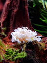 (水草) ブセファランドラ sp ホワイト 1株 【水草 冬 グラス 栄養 アクアリウム 水槽 メダカ 熱帯魚】 白色系のきれいなブセファンドラ