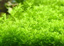 水草 パールグラス(40本)国産無農薬 ◆繊細な葉がキレイ◆