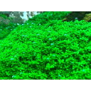 (水草) キューバパールグラス (5cm×5cmサイズ) 無農薬 無害虫 【パールグラス 水草セット 冬 栄養 砂 アクアリウム 水槽 メダカ 熱帯魚 】