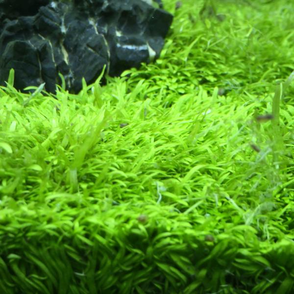 （水草）　ウォーターローン　お試し1円玉サイズ