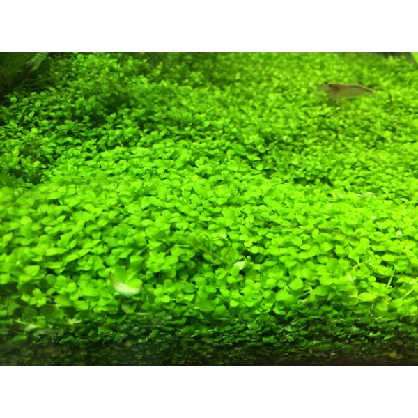 （水草） ニューラージパールグラス（50本）【無農薬 前景草 メダカ アクアリウム 用品 熱帯魚】