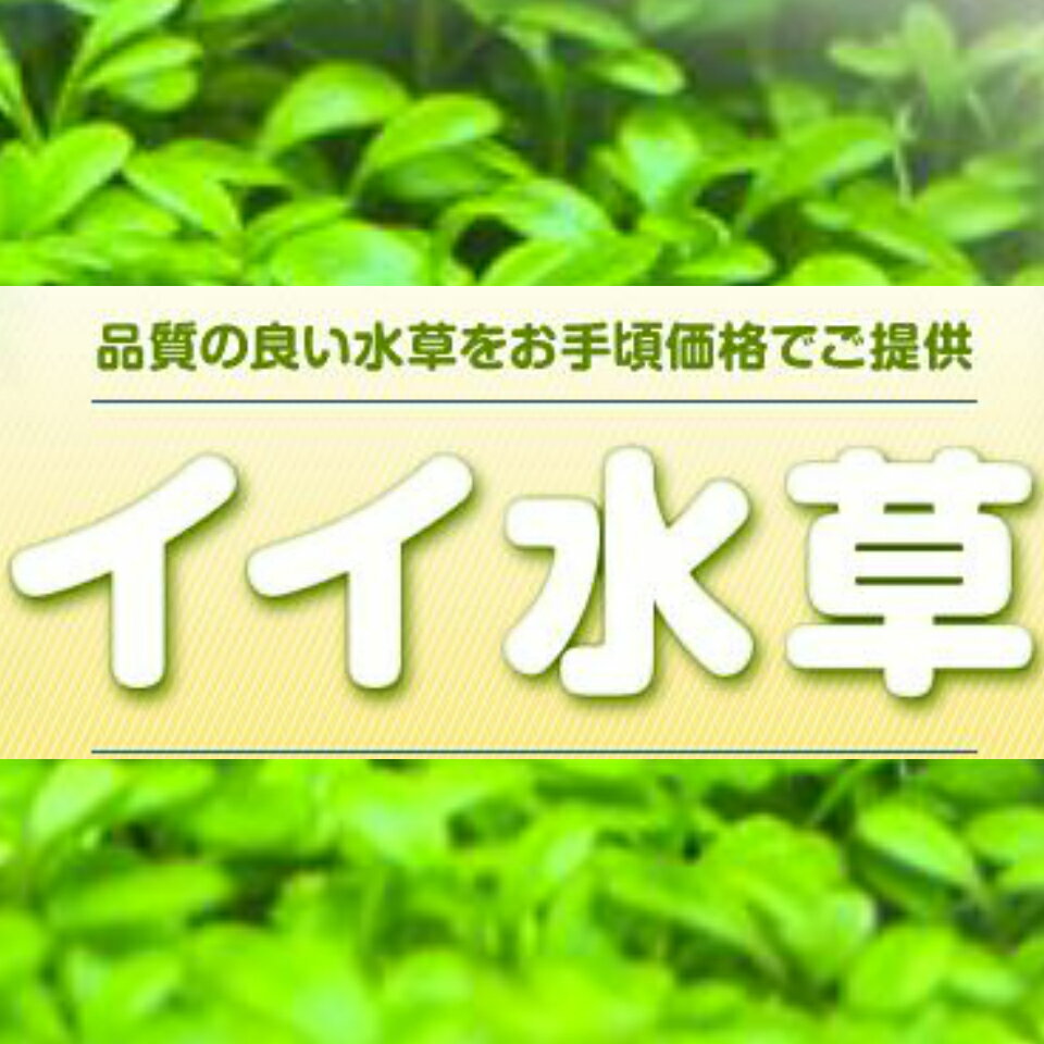 楽天市場 品質のイイ水草をご提供いたします 水草通販 イイ水草 楽天市場店 トップページ