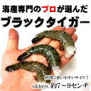 商品画像2:冷凍無頭ブラックタイガーエビ500グラム バラで冷凍 旨みプリプリ (定番サイズ 26/30サイズ) 【えび】【ブラックタイガー】【エビ料理】【エビ天】【シュリンプ】【アヒージョ】【おせち料理】【無添加】