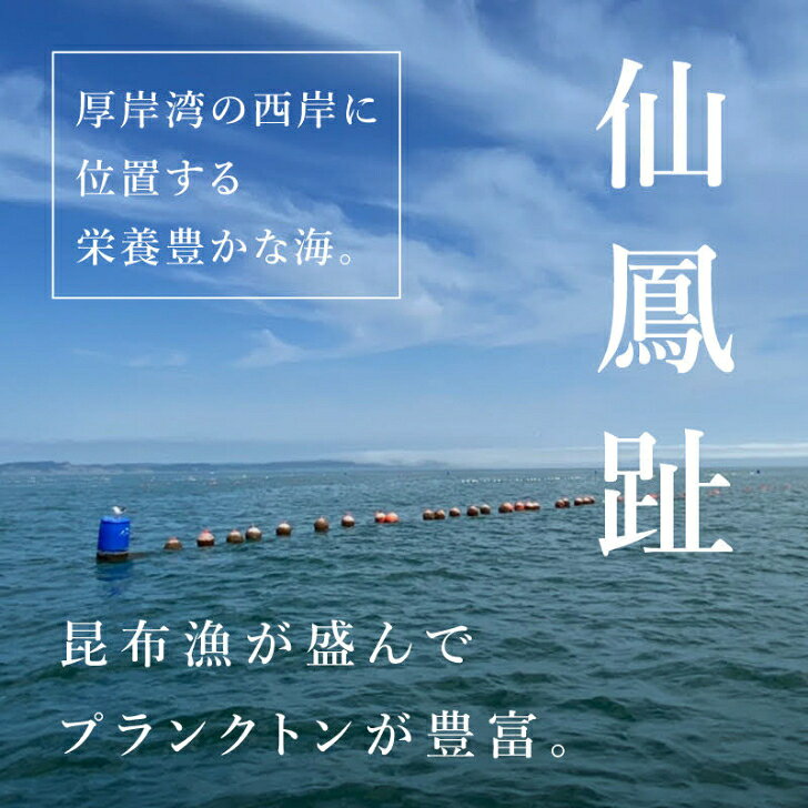 生食用 殻付き 真牡蠣 北海道仙鳳趾育ち（宮城県産）【12個/24個/36個/48個】特許取得済 海洋深層水で浄化された安心・安全な生牡蠣 【軍手・説明書入（牡蠣ナイフ+270円）】おうちでオイスターバー 牡蛎 ギフト 贈り物 e-oyster-10000035 生牡蠣通販サイト e-oyster サンプル画像2