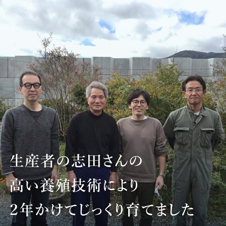 生食用 殻付き 真牡蠣 岩手県 赤崎産【12個/24個/36個/48個】無選別・大きさ不揃い・特許取得済 海洋深層水で浄化された安心・安全な生牡蠣 【軍手・説明書入（牡蠣ナイフ+270円）】おうちでオイスターバー 冷蔵 かき カキ お中元 贈り物 贈答品プレゼント ギフト e-oyster-10000196 生牡蠣通販サイト e-oyster サンプル画像3