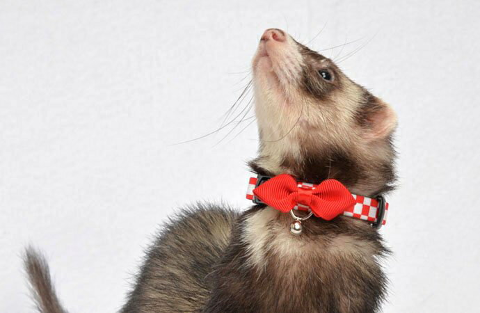 [アモワークス]フェレット用首輪フェレット・チェッカー カラー（レッド）