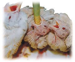 手乗り文鳥及び小鳥のヒナの人工育雛に最適です。...の紹介画像2