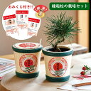 【あす楽】 盆栽 栽培セット 縁起松栽培セット おみくじ付き赤松 GD-1023 聖新陶芸 栽培キット 松 室内 栽培 園芸 インバウンド お土産 日本製 盆栽...