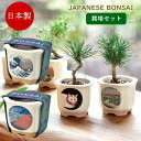 盆栽 栽培セット JAPANESE BONSAI 波富士 赤富士 白猫 富士と猫 GD-640 聖新陶芸 栽培キット 美濃焼 室内 黒松 赤松 松 栽培 園芸 ...