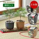 盆栽 栽培セット The BONSAI 栽培セット 黒松 赤松 GD-99201 GD-99202 聖新陶芸 栽培キット 松 室内 栽培 園芸 インバウンド お...