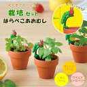 【即出荷】 栽培セット はらぺこあおむし もぐもぐ栽培ガーデンセット HP-0401 HP-0402 HP-0403 聖新陶芸 栽培キット 室内 ハーブ 植物 ...