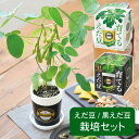 【あす楽】 栽培セット 育てるえだ豆栽培キット GD-979 育てる黒えだ豆栽培キット GD-995 聖新陶芸 栽培キット 室内 野菜 枝豆 えだまめ 栽培 家...
