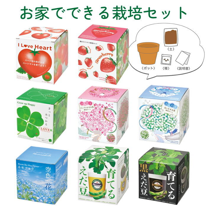 【あす楽】 栽培セット ハートマト栽培キット 摘みたてイチゴ栽培セット 四つ葉のクローバー栽培キット ネモフィラ栽培セット ふんわりかすみ草栽培セット ピンク 白 育てるえだ豆栽培キット 育てる黒えだ豆栽培キット 聖新陶芸 栽培キット 室内 野菜 花 栽培 家庭菜園 園芸のサムネイル