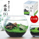 【あす楽】 水草 アクアリウム 栽培セット 育てる水草(L) GD-813 聖新陶芸 水草セット インテリア キット 水槽 栽培キット水景 ガラス 室内 栽培 園芸 インバウンド お土産 日本製 庭園 自由研究 観葉植物 おしゃれ ギフト 母の日 父の日 敬老の日 簡単 かんたん