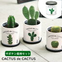 【あす楽】 サボテン 栽培セット CACTUS de CACTUS カクタス de カクタス GD-930-01 GD-930-02 GD-930-03 丸サボテン 柱サボテン ウチワサボテン 聖新陶芸 寄せ植え インテリア 栽培キット 室内 インバウンド 日本製 自由研究 観葉植物 おしゃれ 母の日 父の日 敬老の日