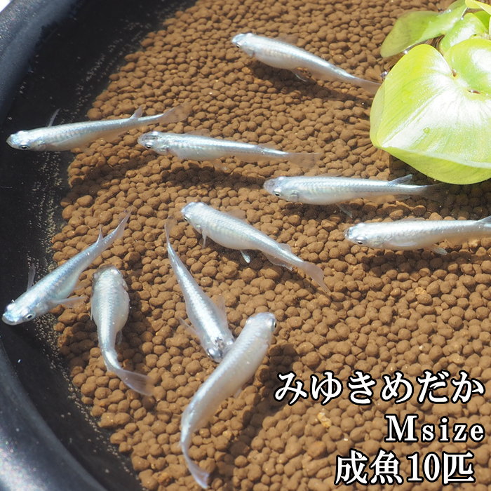 【即出荷】 めだか メダカ 成魚 Mサイズ 10匹セット 幹之めだか 青幹之めだか みゆきめだか 雄雌混合 オス メス 鉄仮面 生体 鑑賞 【ネコポス便不可】【送料無料】【あす楽対応】