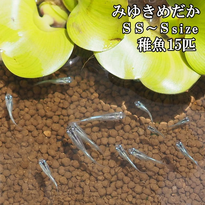 【即出荷】 めだか メダカ 稚魚 SS〜Sサイズ 15匹セット 幹之めだか 青幹之めだか みゆきめだか 雄雌混合 オス メス 鉄仮面 生体 鑑賞 【ネコポス便不可】【送料無料】【あす楽対応】