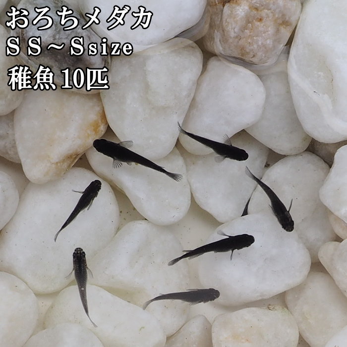 【あす楽】 めだか メダカ 稚魚 SS～Sサイズ 10匹セット おろちめだか オロチめだか オロチメダカ 雄雌混合 オス メス 黒 淡水魚 観賞魚 観賞用 アクアリウム 生体 【送料無料】