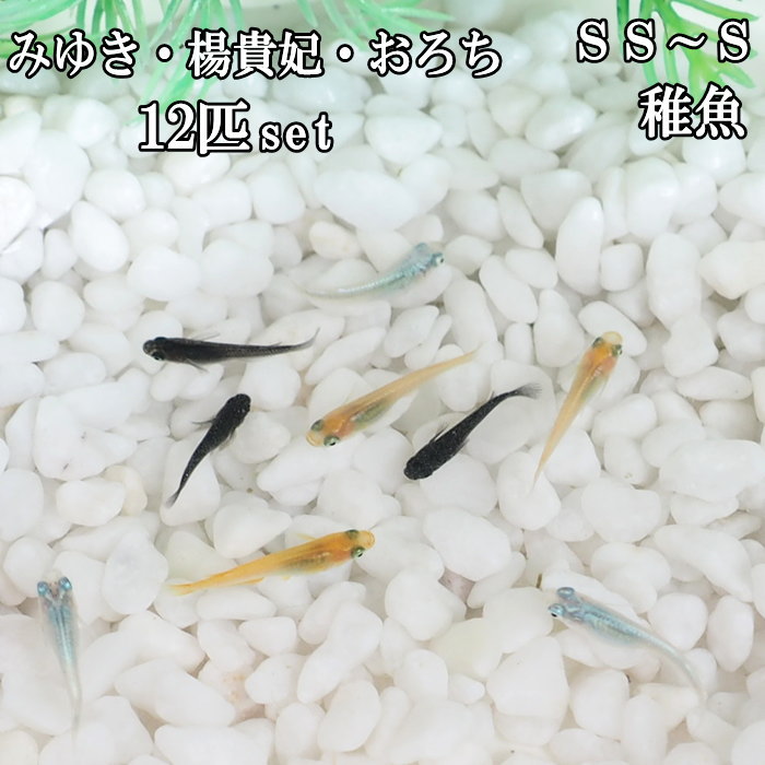 【即出荷】 めだか メダカ 稚魚 SS〜Sサイズ 3種 12匹セット 幹之めだか 青幹之めだか みゆきめだか 楊貴妃 おろち オロチ 鉄仮面 アクアリウム 淡水魚 観賞魚 無選別 生体 鑑賞 【ネコポス便不可】【送料無料】【あす楽対応】