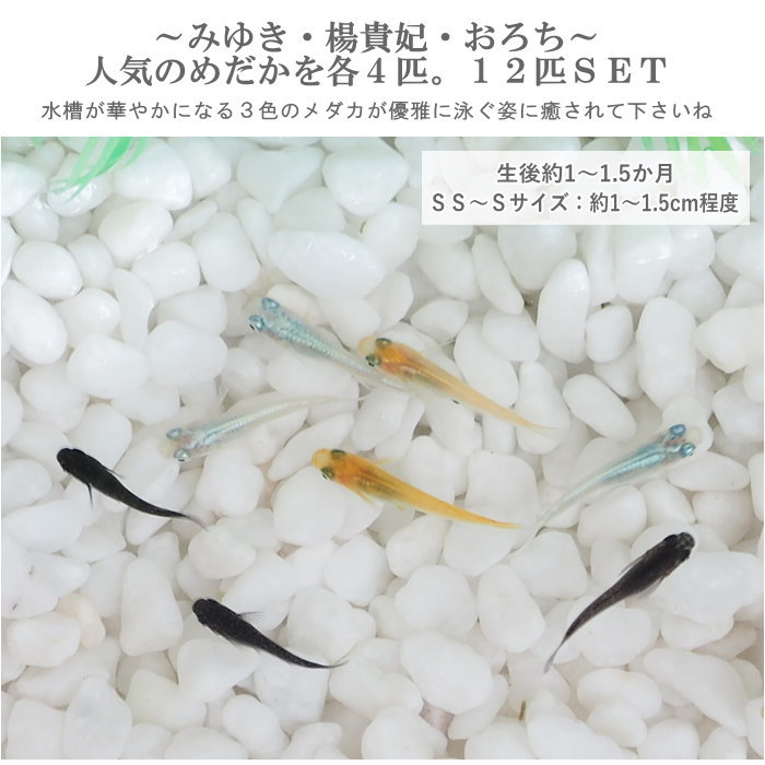 【即出荷】 めだか メダカ 稚魚 SS〜Sサイズ 3種 12匹セット 幹之めだか 青幹之めだか みゆきめだか 楊貴妃 おろち オロチ 鉄仮面 アクアリウム 淡水魚 観賞魚 無選別 生体 鑑賞 【ネコポス便不可】【送料無料】【あす楽対応】