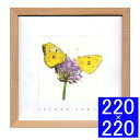 フォトアートフレーム French Photography Yellow Butterflies アートフレーム フレーム 壁飾り 額縁 壁掛けインテリア 壁掛...
