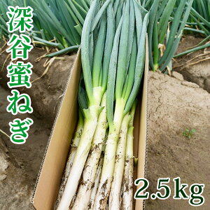 深谷ねぎ2.5kg　埼玉県名産/新戒ネギ/葱