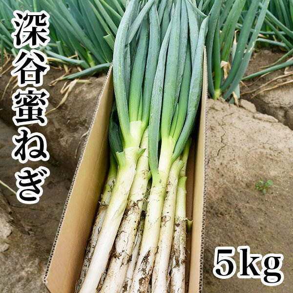 深谷ねぎ5kg