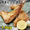 【送料無料】静岡県 焼津港直送 まぐろの頭 ハーフサイズ×2個 頭1個分 3kgUP マグロ 鮪 パーティやBBQなど 丸焼きで インスタ映え