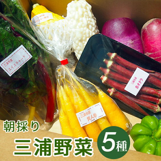 朝採り三浦野菜セット(5種類) 朝採り三浦野菜セット(5種類)