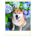 カレンダー 2025 壁掛け 柴犬まるとおさんぽカレンダー