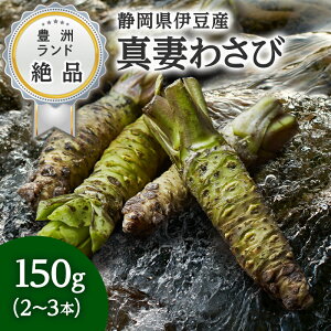 わさび【送料無料】 静岡県産 本わさび 約150g 2〜3本 生わさび 生山葵 山葵 生ワサビ ワサビ ギフト 贈答 家庭用 豊洲 お歳暮 お取り寄せグルメ