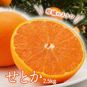 せとか 愛媛県産 2.5kg 柑橘 蜜柑 果物 送料無料 家庭用 贈答用 ギフト用 豊洲 お取り寄せグルメ