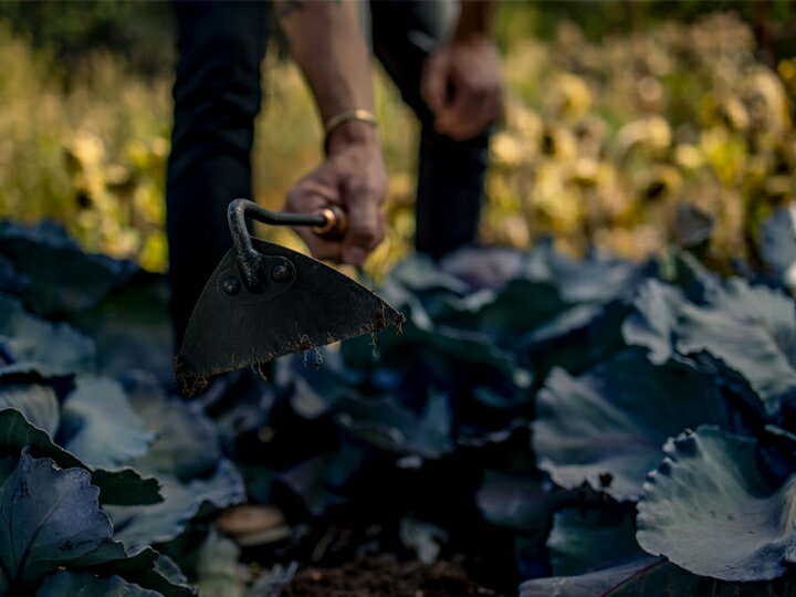 �٥��ܡ��� Barebones �ȥ饤���󥰥�ۡ� ��������ʥå�Triangle Hoe ���� Ȫ �̤� �����ǥ˥� �����ȥɥ� ������ ������