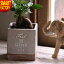 プランター おしゃれ セメントプランター 植木鉢 3号 スクエア Sサイズ 受け皿付き SPICE OF LIFE FEEL THE GARDEN 鉢 セメント 正方形 ガーデニング 多肉植物 観葉植物 水やり インテリア シンプル プレゼント ギフト 送料無料 ☆ 災害 防災グッズ 父の日 プレゼント 1,280円
