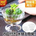 【7日限定全品P3倍～】 ガラス 鉢 【購入特典付】 【動画あり】 花瓶 リボベジ ガラスカップ HYDROPONIC VASE 220ml Lサイズ ガラスポット キッチン インテリア 雑貨 デザートグラス 再生 野菜 家庭菜園 水栽培 植物 栽培 エコ ☆ プレゼント ギフト 新生活 母の日