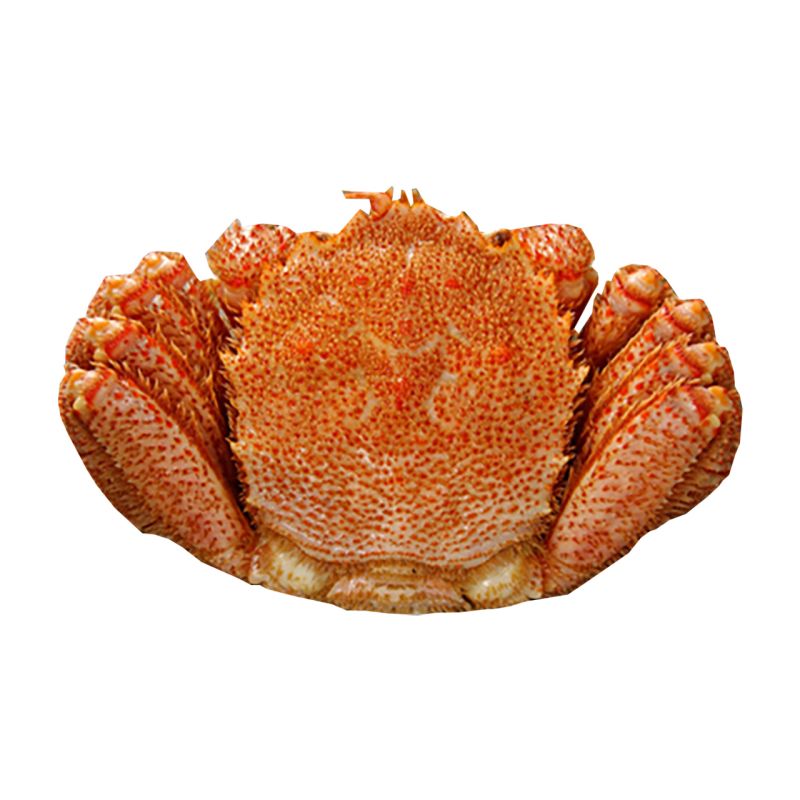 お中元 北海道産 ボイル毛がに姿 (3440487) [キャンセル・変更・返品不可][代引不可][同梱不可][ラッピング不可][海外発送不可]