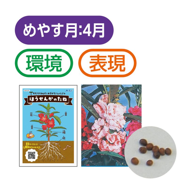 アーテック ほうせんかの種(幼保教材) (021231)