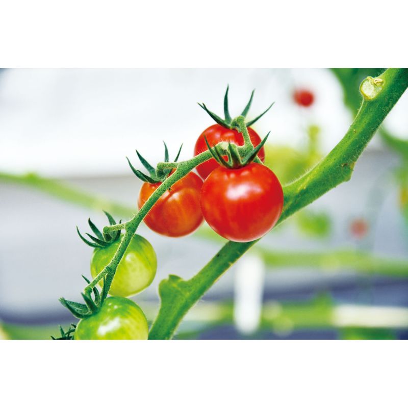 �����ƥå� �ߥ˥ե����प�����ǰ�Ƥ�ߥ˥ȥޥ� (102939)