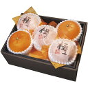 お歳暮 ダイワ果園 愛媛県産 紅まどんな (MDO-60RW)