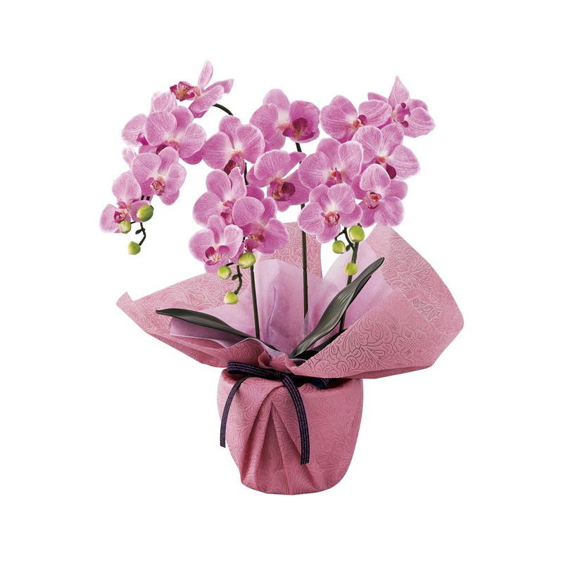 SC触媒加工 ミニ胡蝶蘭三本立ち(アーティフィシャルフラワー) フレッシュピンク (minipo-fp)