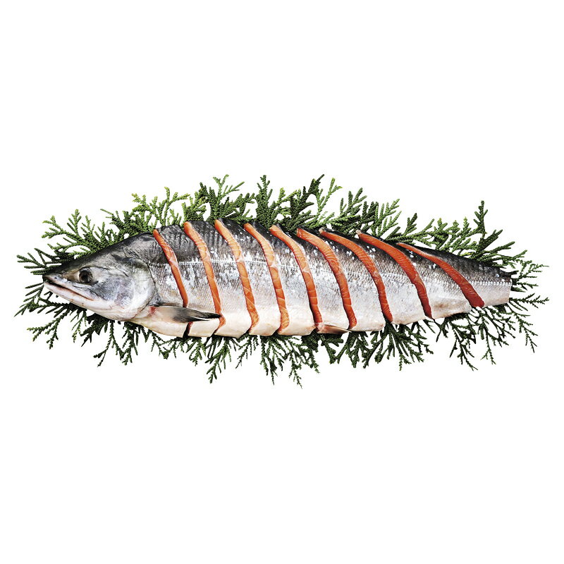 北海道産時鮭(ときしらず)半身 [キャンセル・変更・返品不可][代引不可][同梱不可][ラッピング不可][海外発送不可]のサムネイル